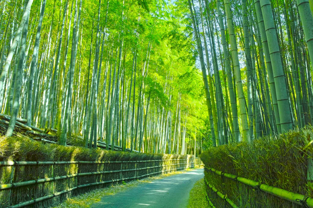 luxury-golden-route-nakasendo-day7-bamboo-street-01