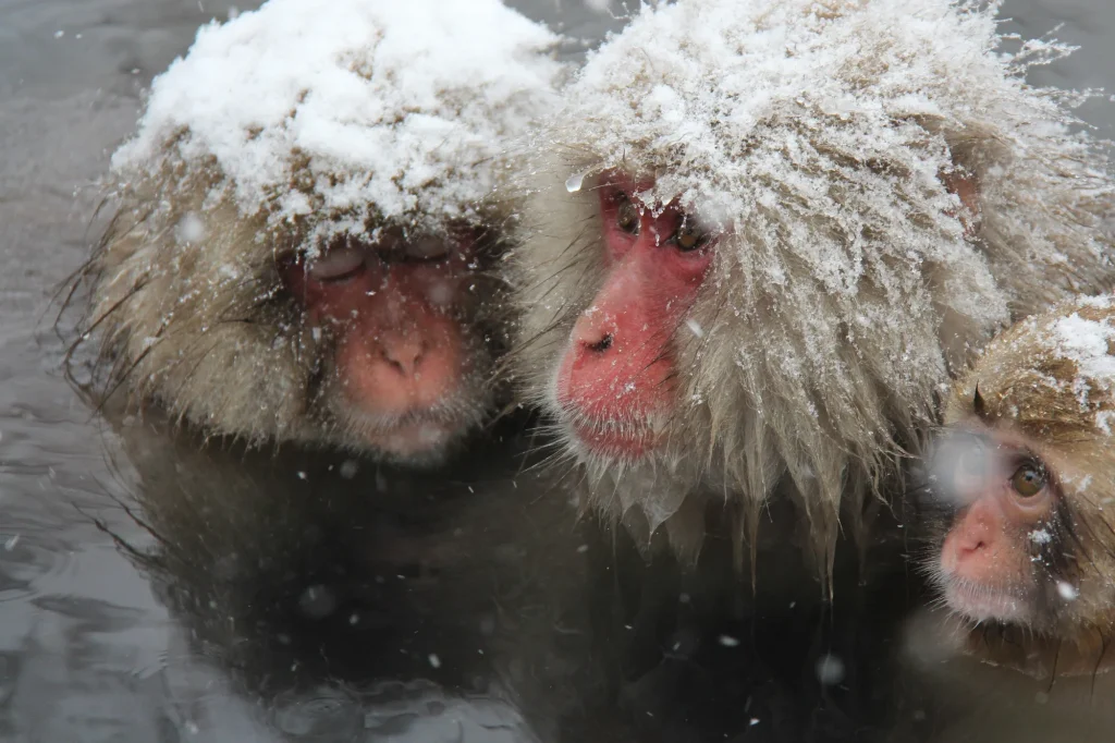 nagano-snow-shiga-snow-monkey-01