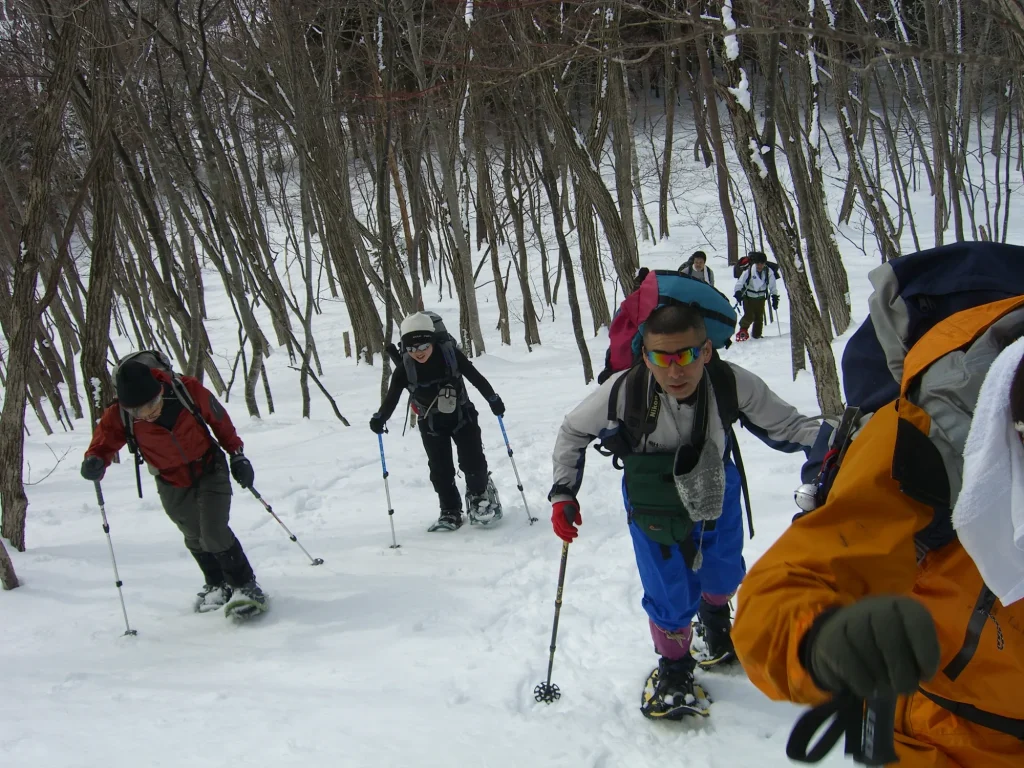 A group snowshoeing in single file through a snow-covered birch forest