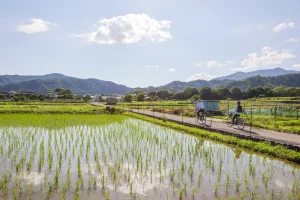 hj-kyoto-cycling-golden-pavilion-geisha-day1-02-cycling-rice-fields