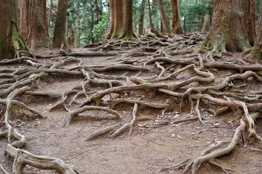 The Kinone-michi path on Mt. Kurama, where exposed cedar roots cover the ground