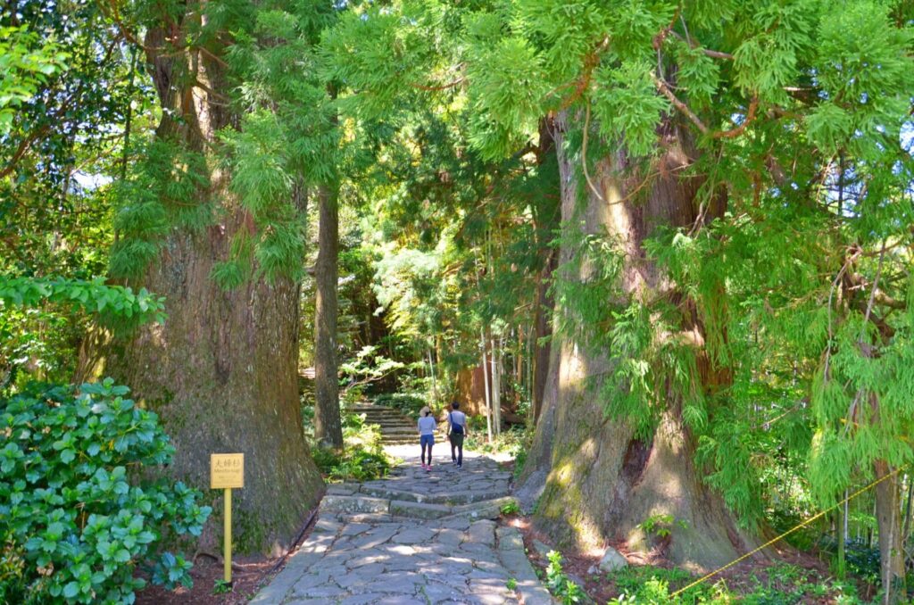 The stone-paved Daimonzaka slope lined with towering ancient cedars on the Nakahechi route