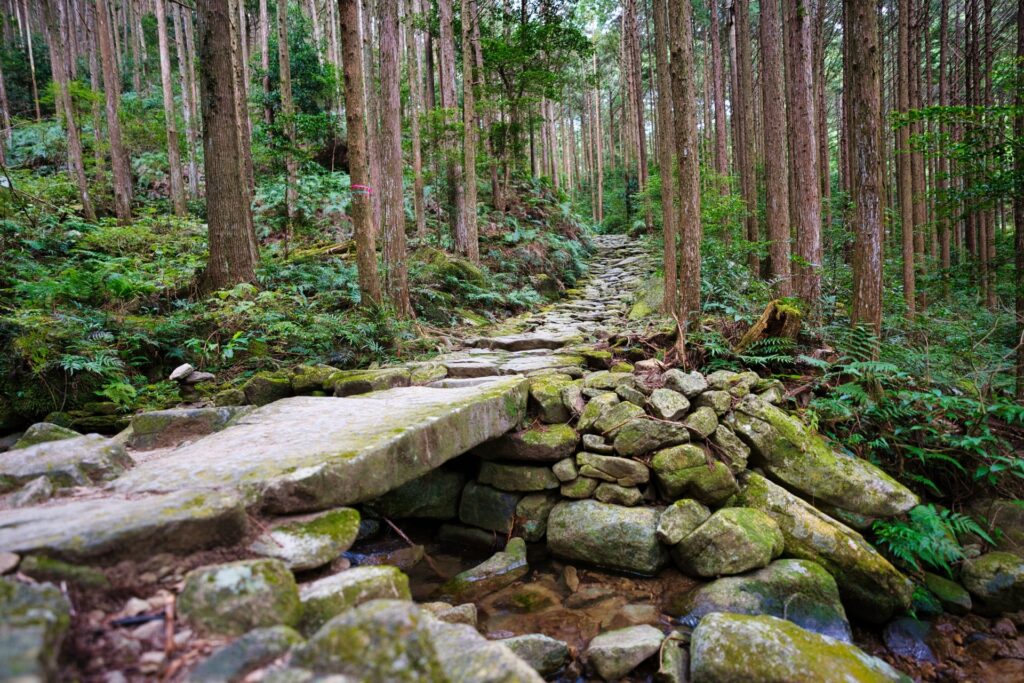 Moss-covered stone paving climbing through a cedar forest at Magose Pass