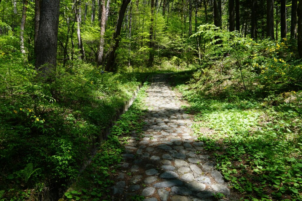 A green forest path climbing towards Torii Pass on the Nakasendo