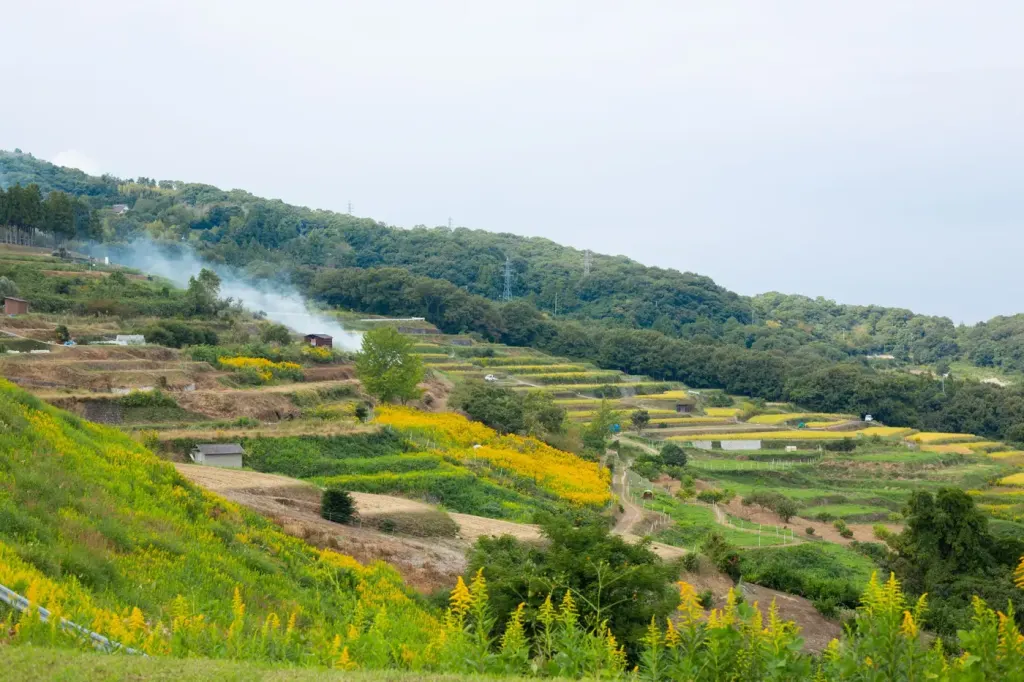 Terraced fields climbing a hillside above the Seto Inland Sea